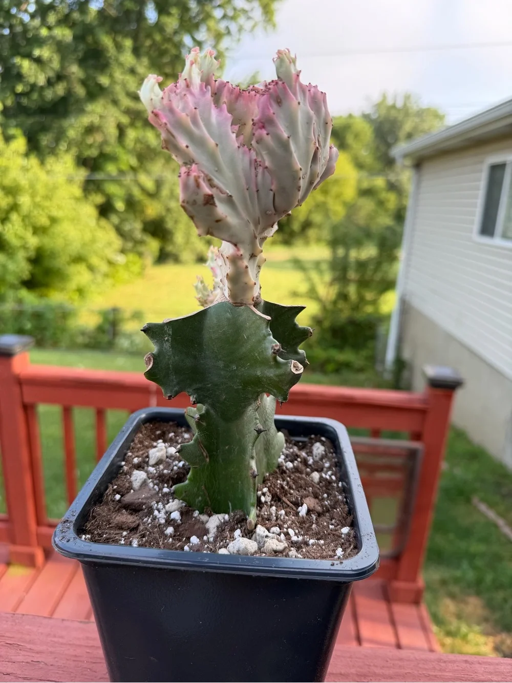 Variegated Pink and Green Mermaid/Coral Cactus - Home Accents